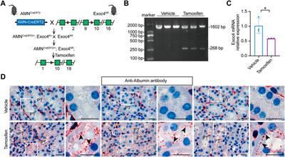 Generation and characterization of an inducible renal proximal tubule-specific CreERT2 mouse